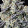 Семена  Kalashnikova feminised Ganja Seeds