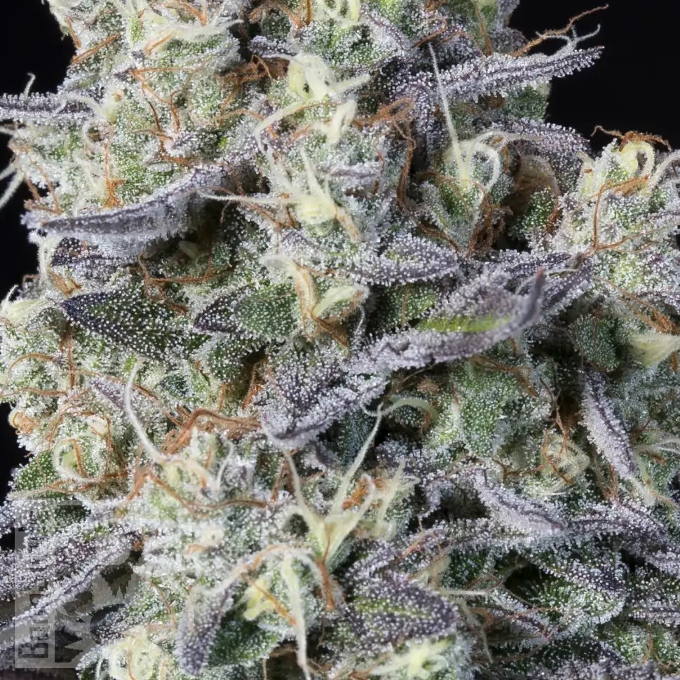 Семена  Kalashnikova feminised Ganja Seeds