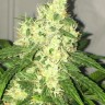 Семена  Kalashnikova feminised Ganja Seeds