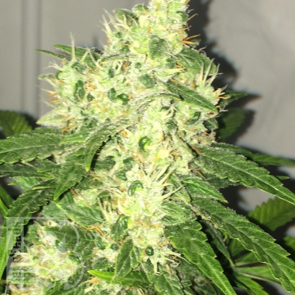 Семена  Kalashnikova feminised Ganja Seeds