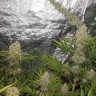 купить семена конопли в Казахстан Critical Kush reg