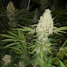 купить семена марихуаны в Алматы Critical Kush reg