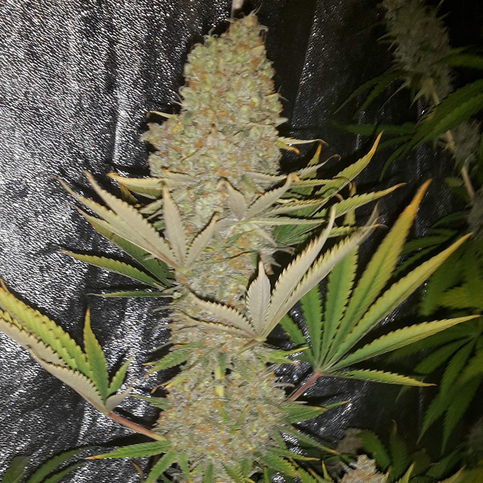 купить семена конопли Critical Kush reg