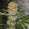 купить семена конопли недорого Critical Kush reg