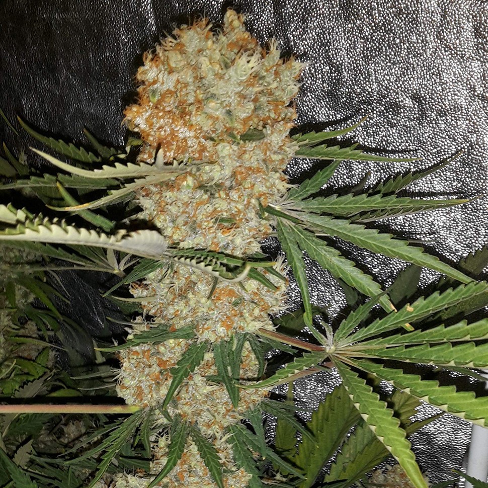 купить семена конопли недорого Critical Kush reg