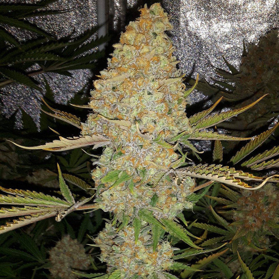 Семена  Critical Kush regular Ganja Seeds