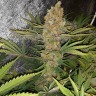 заказать семена конопли Алматы Critical Kush reg