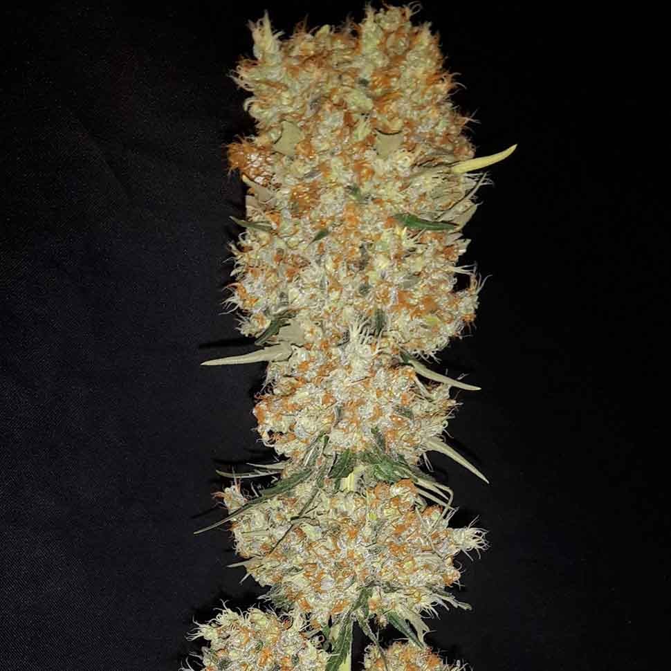 заказ семян конопли Critical Kush reg