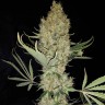 регулярные семена конопли купить Critical Kush reg