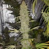 купить семена конопли в оригинальных упаковках Critical Kush reg