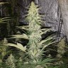 где заказать семена конопли Critical Kush reg