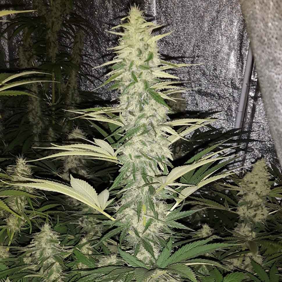 где заказать семена конопли Critical Kush reg