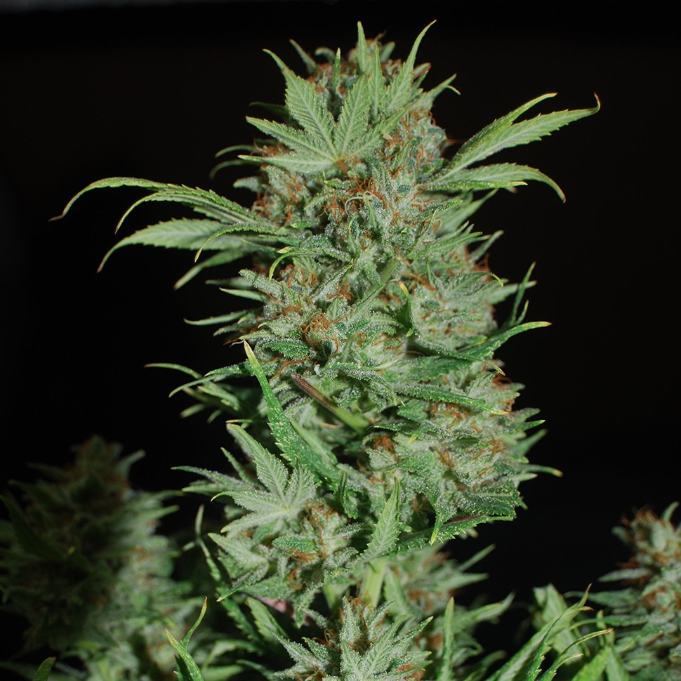 Семена конопли  Auto Wembley feminised Ganja Seeds