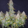 Семена конопли  Auto Wembley feminised Ganja Seeds