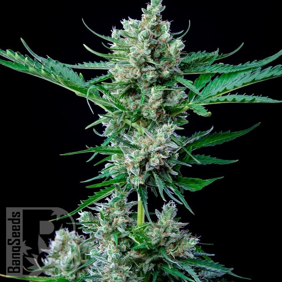 Семена конопли  Auto Wembley feminised Ganja Seeds