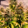 Семена конопли  Auto Wembley feminised Ganja Seeds