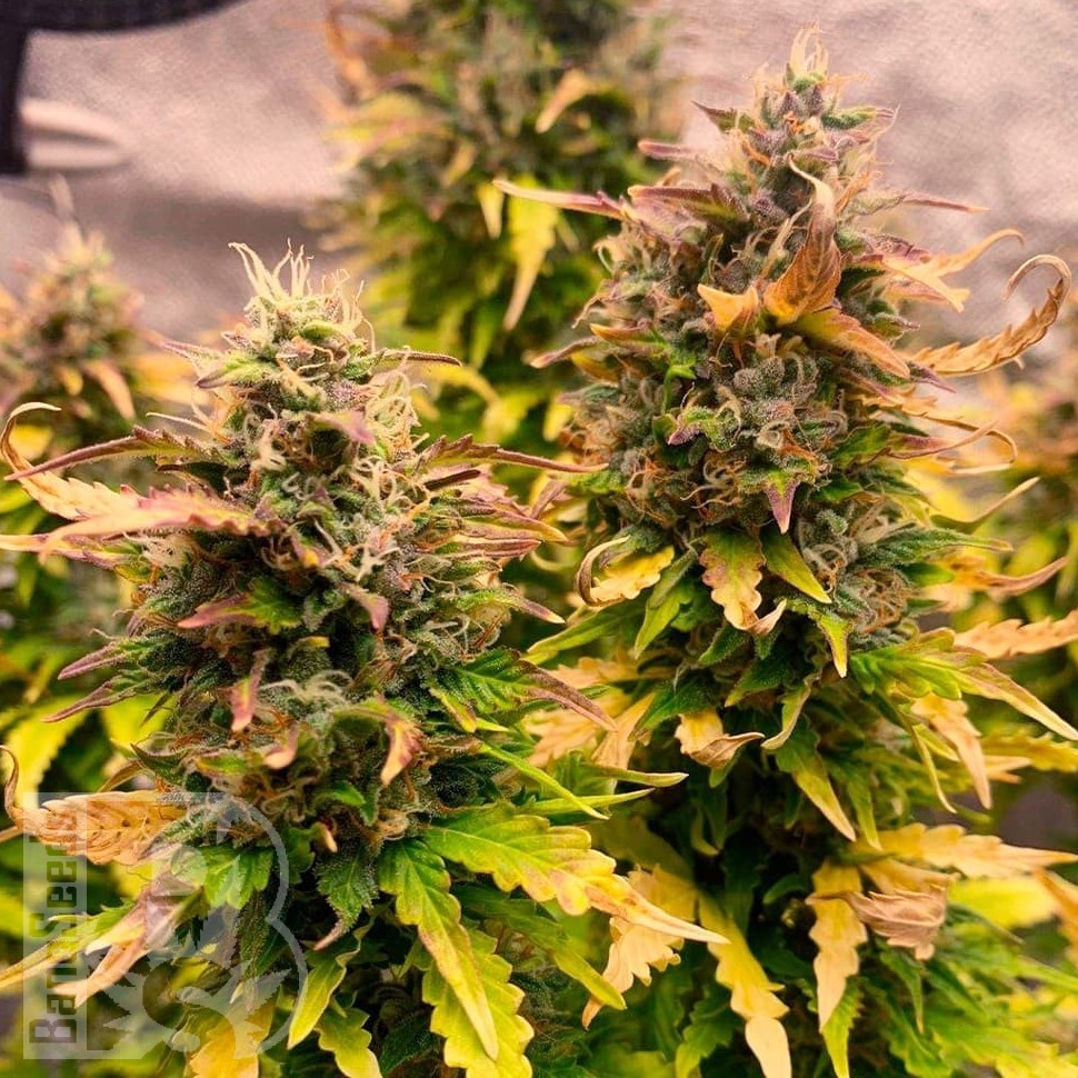 Семена конопли  Auto Wembley feminised Ganja Seeds