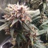 Семена каннабиса  Shiva Skunk feminised Ganja Seeds