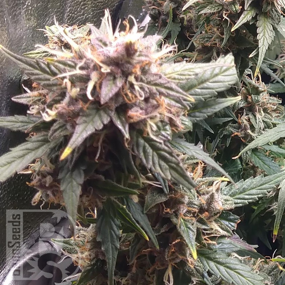 Семена каннабиса  Shiva Skunk feminised Ganja Seeds