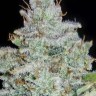 Семена конопли  Auto Irimshik feminised Bang Seeds