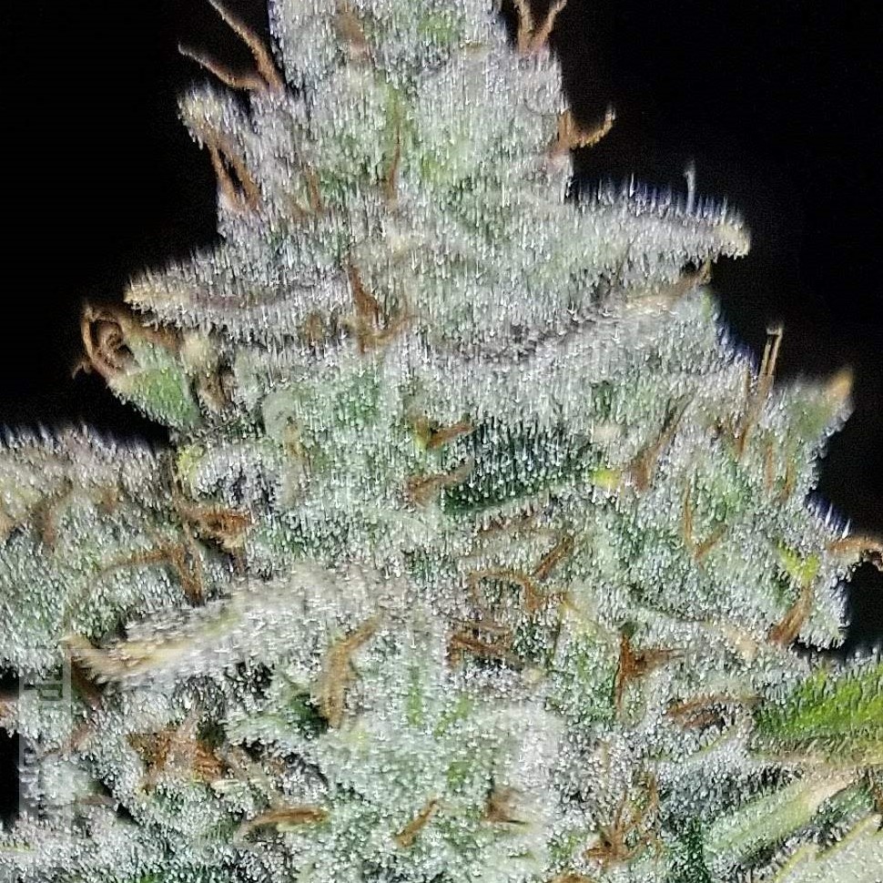 Семена конопли  Auto Irimshik feminised Bang Seeds