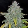 Семена конопли  Auto Irimshik feminised Bang Seeds