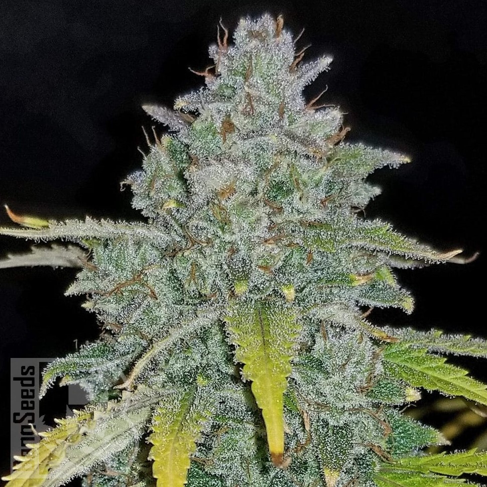 Семена конопли  Auto Irimshik feminised Bang Seeds