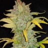 Семена конопли  Auto Irimshik feminised Bang Seeds