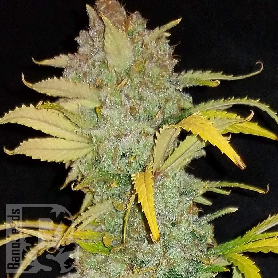 Семена конопли  Auto Irimshik feminised Bang Seeds