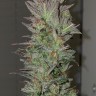 Семена конопли  Auto Irimshik feminised Bang Seeds