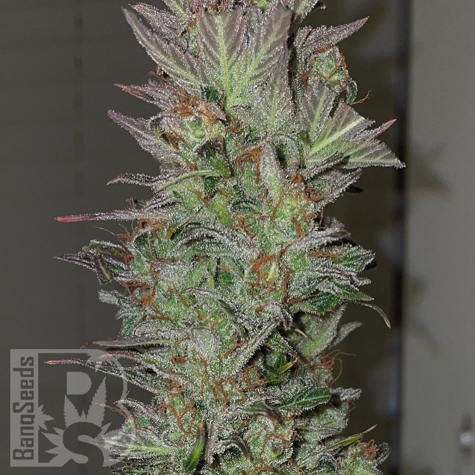 Семена конопли  Auto Irimshik feminised Bang Seeds