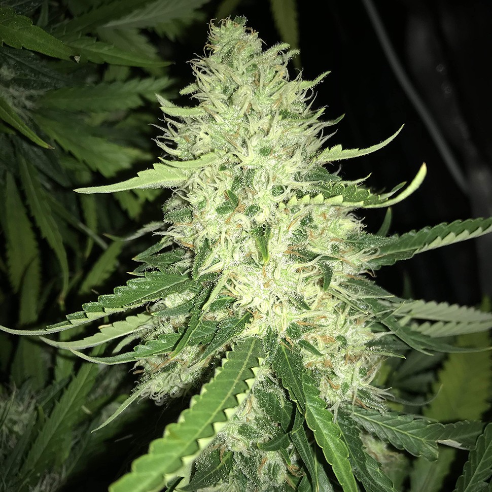 Семена ганжа  Turpan feminised Bang Seeds