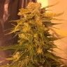 Семена конопли Cream Mandarine feminised Ganja Seeds