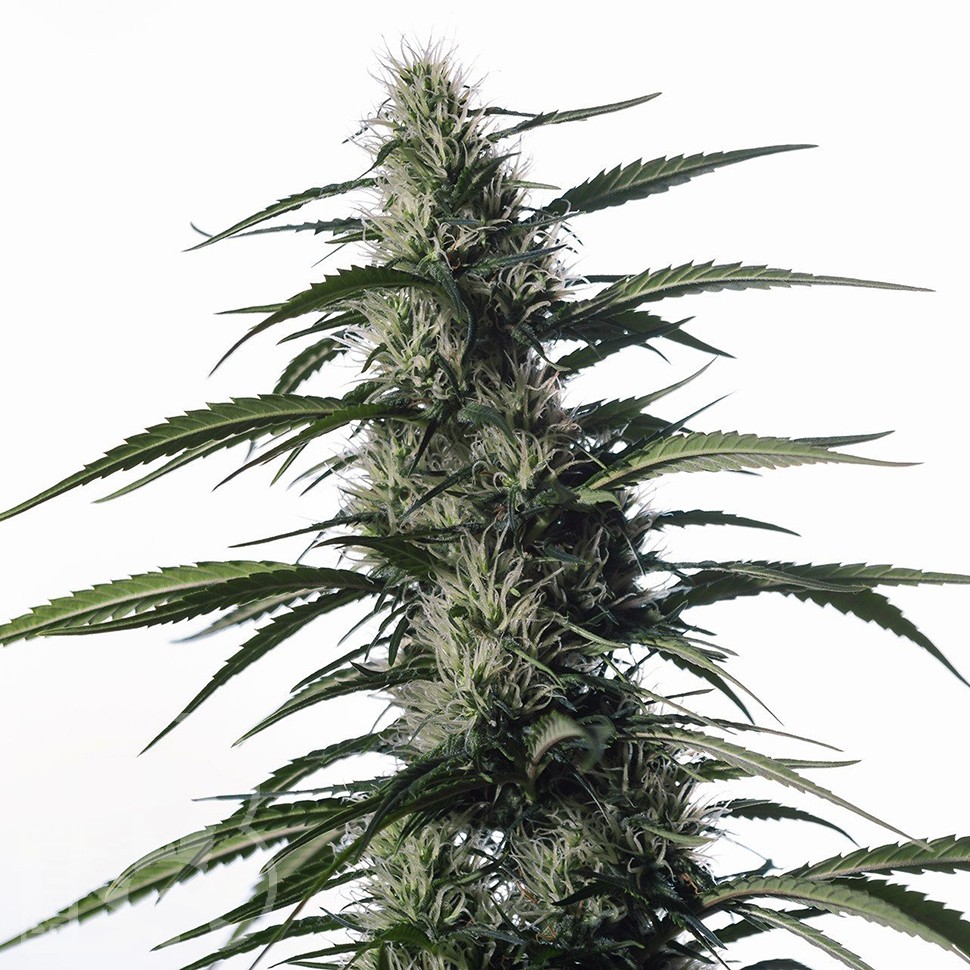 Семена  Auto Medical CBD feminised Ganja Seeds