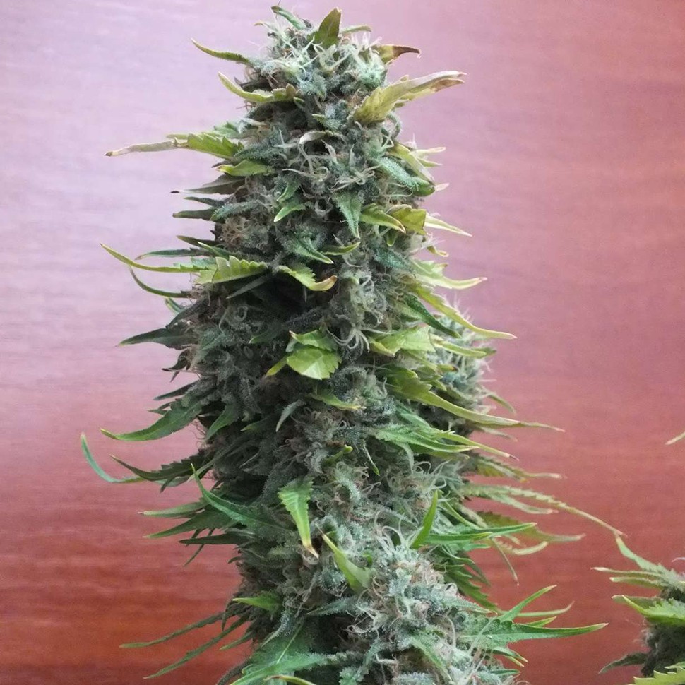 Семена каннабиса  Top Skunk 44 regular Ganja Seeds