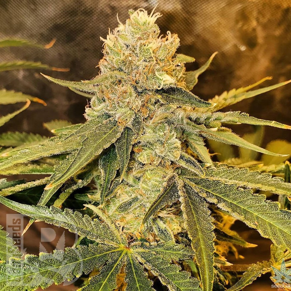 Семена конопли  Auto Irtysh feminised Bang Seeds