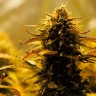 Семена марихуаны Jack 47 feminised Ganja Seeds