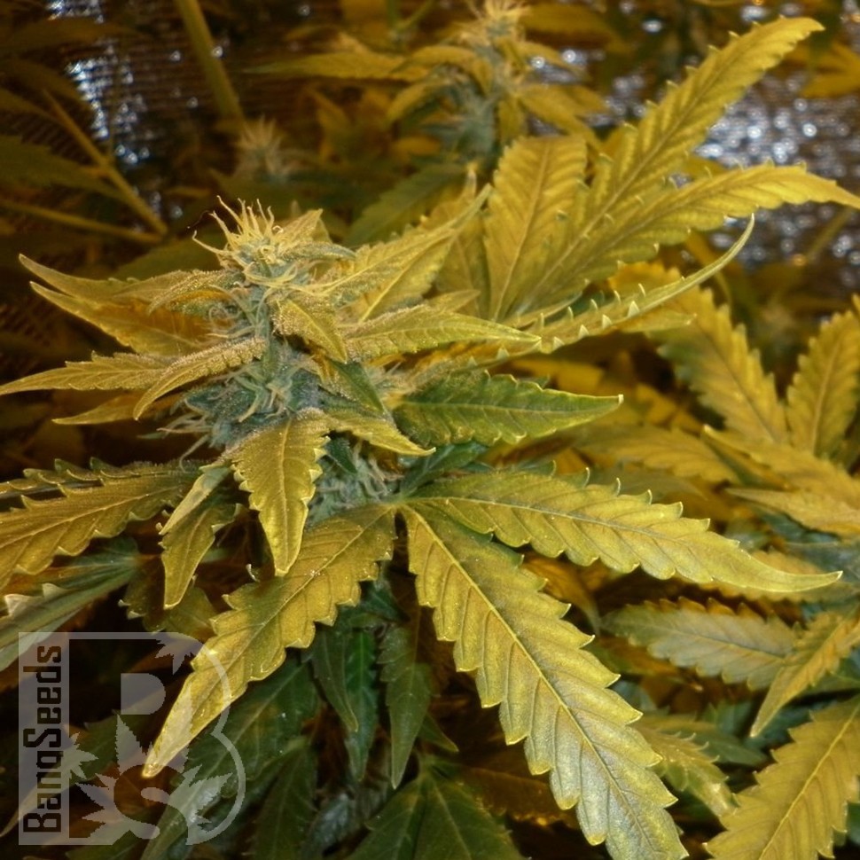 Семена ганжа  Auto Maxi GoM feminised Ganja Seeds