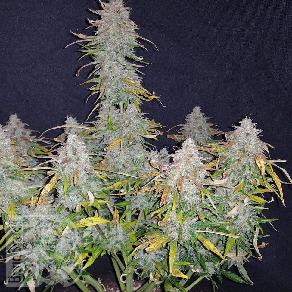 Jet 47 feminised Ganja Seeds 