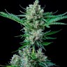 Jet 47 feminised Ganja Seeds 