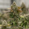 нужны семена конопли Auto Skywalker OG feminised Ganja Seeds