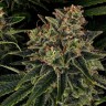 доставка семян конопли Auto Skywalker OG feminised Ganja Seeds