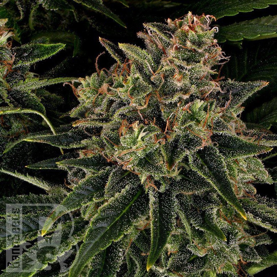 доставка семян конопли Auto Skywalker OG feminised Ganja Seeds