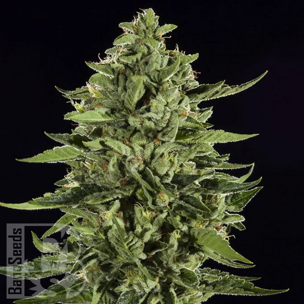 магазин семян конопли купить Auto Skywalker OG feminised Ganja Seeds