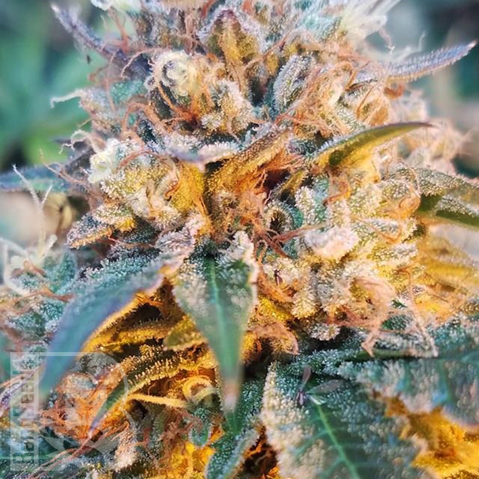 семена конопли можно Auto Skywalker OG feminised Ganja Seeds