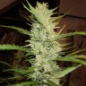 купить семена конопли медицинской Super Lemon Haze feminised