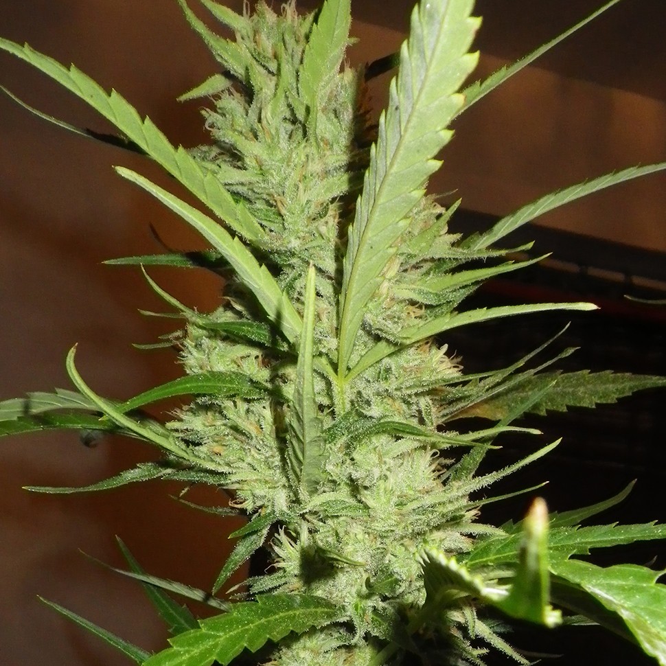 купить семена конопли медицинской Super Lemon Haze feminised