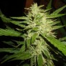 купить семена конопли для курения Super Lemon Haze feminised