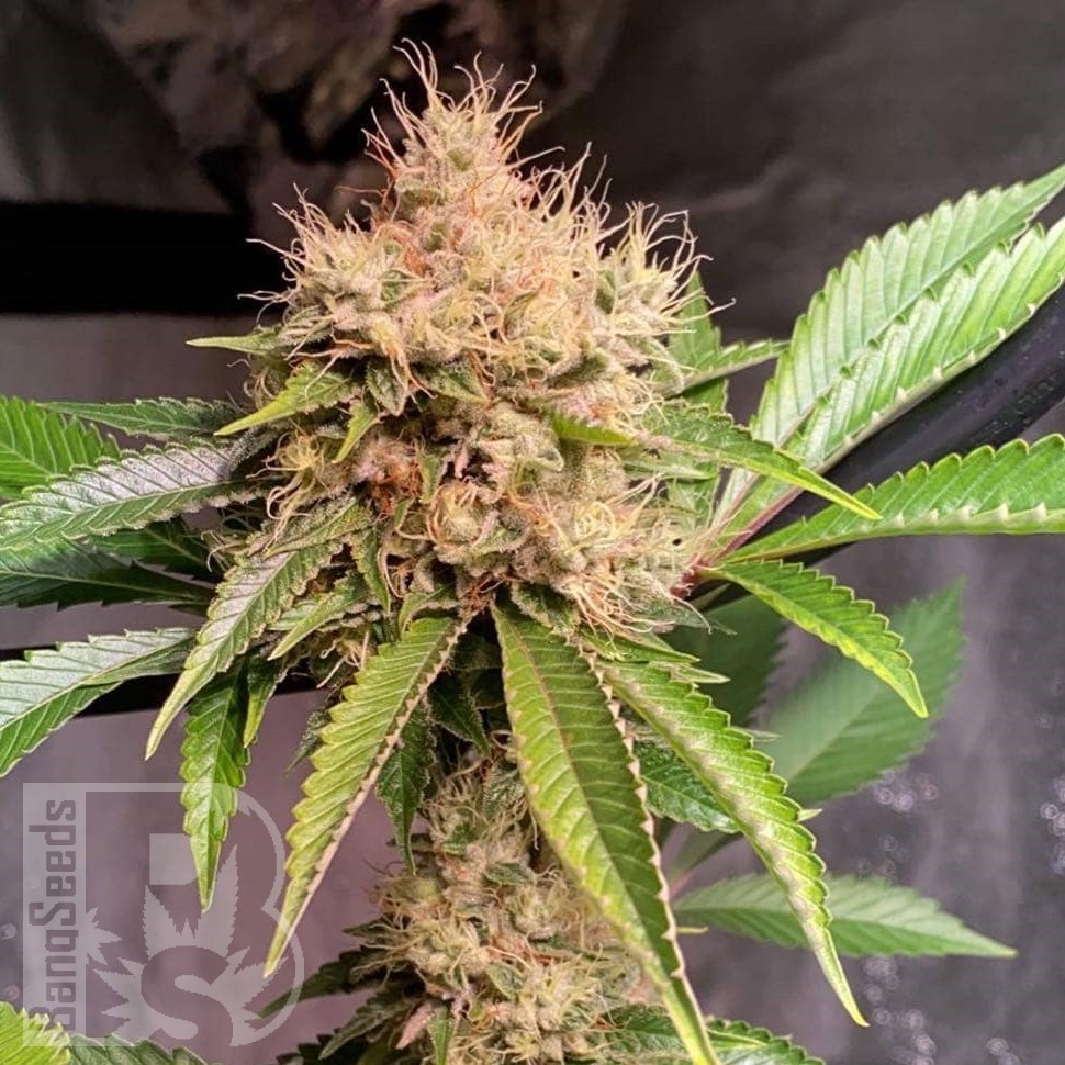 Семена ганжа  Sour Diesel feminised Ganja Seeds