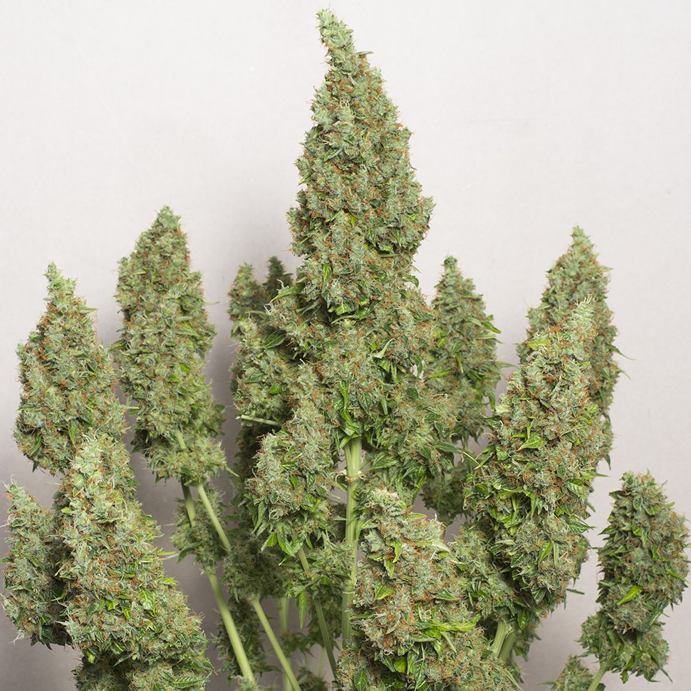 Семена конопли  Auto Issyk feminised Bang Seeds